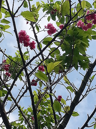 我的櫻芝戀小旅行-邀你一起幸福同-美麗的櫻花