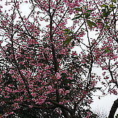 我的櫻芝戀小旅行-邀你一起幸福同行-開滿的櫻花