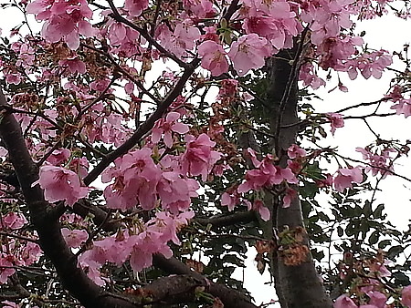 我的櫻芝戀小旅行-邀你一起幸福同行-美麗的櫻花